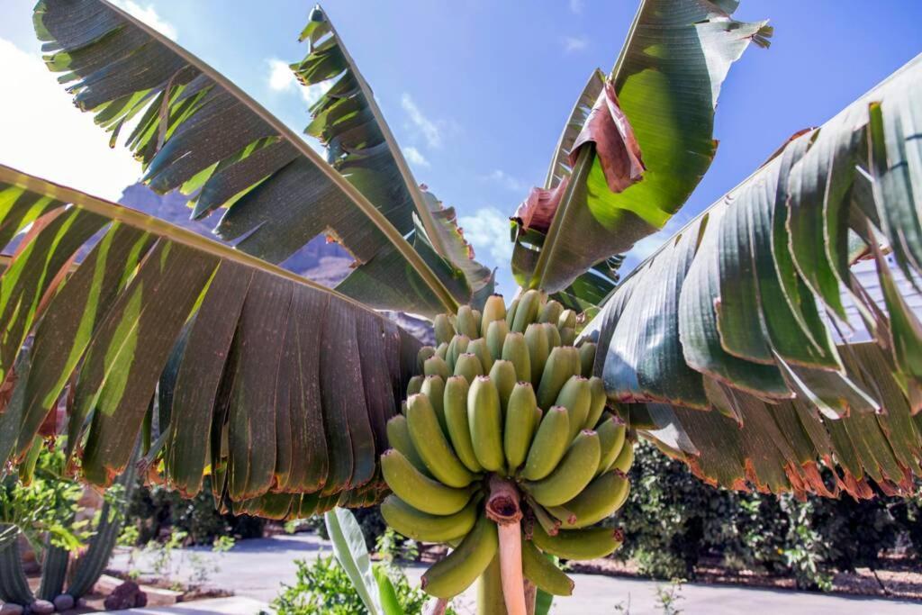 Vivienda Vacacional La Finca Los Palmitos Eksteriør billede